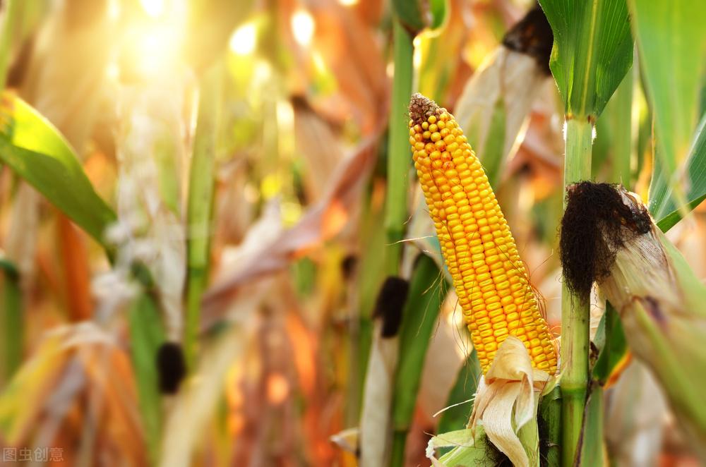 華南玉米行情快訊:購(gòu)銷活躍度下降,飼料企業(yè)備貨基本結(jié)束