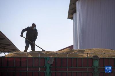 新華全媒+丨中國(guó)產(chǎn)糧第一大省秋糧收購(gòu)有序展開(kāi)